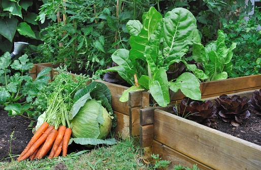 Moestuin-tjes bij De Schakel